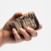 Coconut Soap